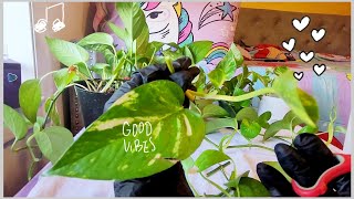 Chill Pothos Propagation Water amp Soil Tips with Relaxing Lofi Beats 🌱🎶 [upl. by Ahsienahs]