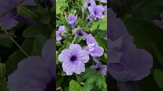 RUELLIA TUBEROSA  CRACKER PLANT  PURPLE FLOWER farm crackerplant plants flowers [upl. by Akinohs]