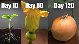 Pumpkin growing from Seed to the mature Fruit 🎃 EPIC Time Lapse Full [upl. by Dragone779]