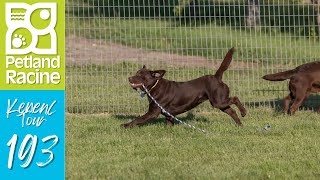 Petland Racine Kennel Tour 193 [upl. by Humfried]