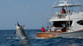 MONSTER Black Marlin Fishing in Panama [upl. by Mirak]