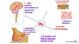 Revision Autonomic pharmacology 1 [upl. by Koralle]