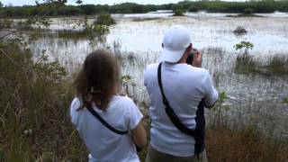 Motmot Birding and Nature Tours in the Yucatan Penisula Mexico [upl. by Berkeley]