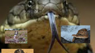 Top 4 Venomous Snakes in India3 Neurotoxic and One Hemotoxic [upl. by Batista]