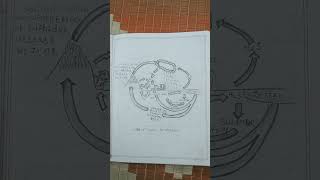 sulphur cycle msc botany [upl. by Gilbertson]