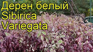 Дерен белый Сибирика Вариегата Краткий обзор описание характеристик cornus alba Sibirica Variegata [upl. by Redwine]