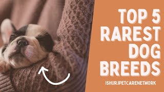 Rarest Dog Breeds  unique puppys  Top 5 different types of dog breeds in the world 🌎 short facts [upl. by Niggem]