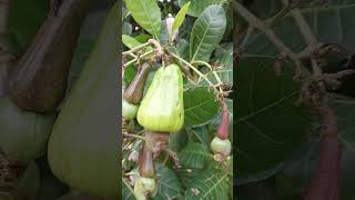 Cashew tree with fruit amp nut 🌳🏡 village days [upl. by Kemeny]