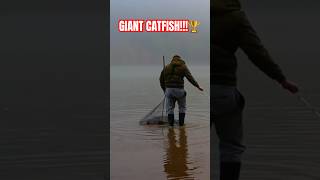 This was a GIANT fishing fish catfish fishonmyfriends quickcatchandrelease fishingvideo [upl. by Mack872]