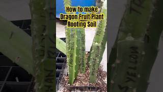 How To make Dragon Fruit Plant Rooting Soil GuidePotting Soil dragonfruit ytshorts viralshorts [upl. by Yliab]