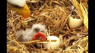 Breakfast for Bobblehead Decorah Eagles 1000  05 April 2019 [upl. by Leeanne]