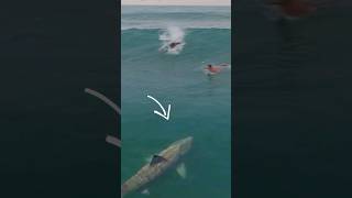 surfers are accosted by sharks❗😲 surfing [upl. by Aekerly]