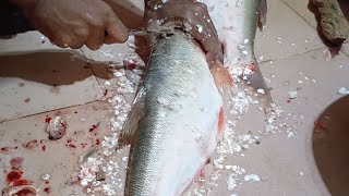 Wow Fish Cutter Cut the Silver Carp Fish in the Blink of an Eye  Fish Filleting Show [upl. by Ramak893]