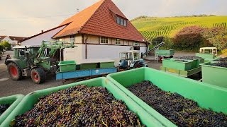 Die Keltern in Korb Steinreinach und Kleinheppach  Weinlese mit Vollernter [upl. by Abibah]