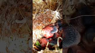 Tailorbird Nestlings Weaving Life One Thread at a Time shortvideo viralshorts [upl. by Rooney]