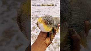 Rescue Mission Saving the World’s Most Poisonous Puffer Fish saveing fishing [upl. by Hajidahk]