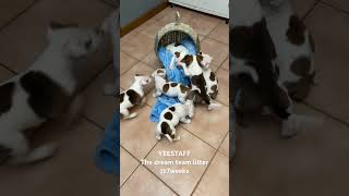 Staffordshire Bull Terrier Puppies [upl. by Cumings]