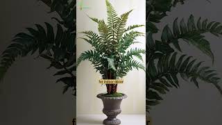 Fern Plant Varieties 🌿 shorts shortsfeed viral [upl. by Leeland143]