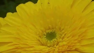 Dacnusa sibirica and Diglyphus isaea on Yellow Gerbera jamesonii [upl. by Parks]