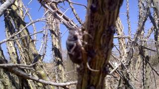 Desert Cicada Calling Cacama valvata  cactus dodger [upl. by Nylidam]