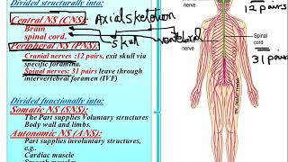 Spinal cord anatomy Nursing [upl. by Rothberg]