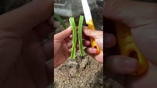 Instructions for growing aloe vera from a small leaf shorts [upl. by Nedle]