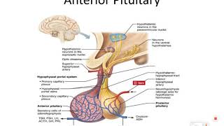 1st bsc Anatomy Hypophysis Cerebri [upl. by Glynis497]