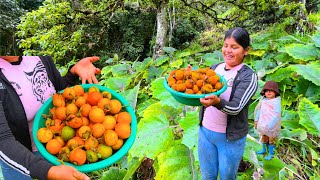 Cosechando narangillas en nuestra finca [upl. by Harias781]