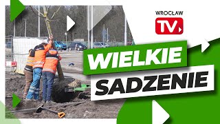 Trwa wielkie zazielenianie ul Kosmonautów  Wrocław TV [upl. by Melonie561]