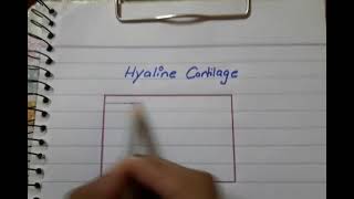 Hyaline Cartilage Drawing [upl. by Fadas50]