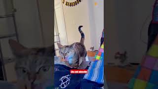 Cat Angry compilation 🙀‼️ catlover shorts funny viralcats cutecats ytkids kucinglucu [upl. by Nileak]