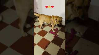 Muffy ♥️🥹😍youtube youtube minivlog doglover [upl. by Yzus]