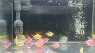 Relaxing Aquarium Fish Tank Sounds no music [upl. by Hgieloj390]