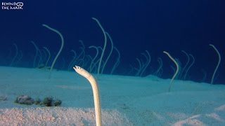 Garden Eel Gorgasia sillneri [upl. by Esac]