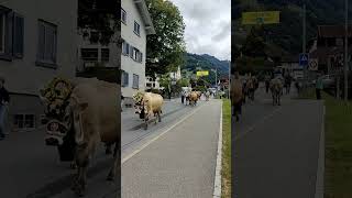 Alpabzug Schiers Graubünden 🇨🇭cow kühe alpabzug graubünden switzerland mountains farming [upl. by Attenwahs434]