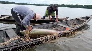 pesca do pirarucu manejado [upl. by Lexis]