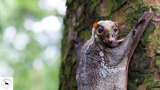 Colugo Effortless Southeast Asian Forests Glider [upl. by Nale165]