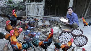 The chicks have hatched collected hundreds of eggs and weaned the piglets Green forest life [upl. by Anayhd]