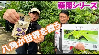 【薬用植物シリーズ 7】インフルエンザ治療薬で注目を集めた「トウシキミ」の実はみんなが知ってるあの「八角」【京都薬用植物園】 [upl. by Kutzenco]