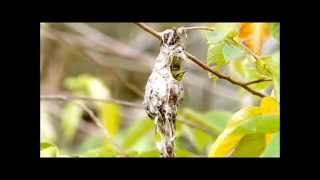 Sahul Olivebacked Sunbird [upl. by Wernda787]