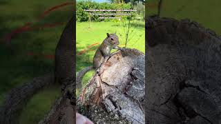 Baby squirrel squirrel pets rescue animals [upl. by Noslrac]