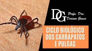 074 Ciclo Biológico dos Carrapatos e Pulgas [upl. by Naitsirhk411]