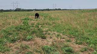 Custom Grazing Cattle With Small Ruminants [upl. by Salaidh]