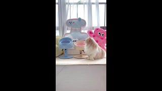 New cute PINKampBLUE bowls for my kitty cat cuteintro [upl. by Luciano637]