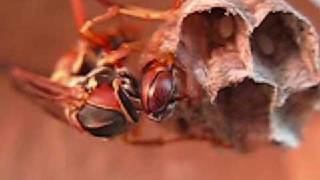 Polistes fuscatus queen [upl. by Merrilee]