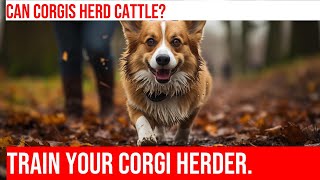 Train Your Pembroke Welsh Corgi for Herding Instinct Evaluations [upl. by Galasyn353]