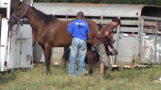 Farrier Shoeing a Horse at Southwest Arkansas Trail Ride [upl. by Bram]