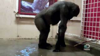 Breakdancing Gorilla at the Calgary Zoo Explained [upl. by Meesan]