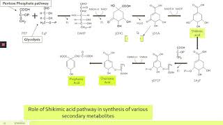 Shikimate Pathway [upl. by Primrose]