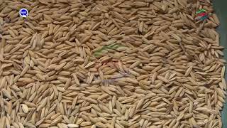 Luapula farmers benefit from rice breeding [upl. by Shirleen]